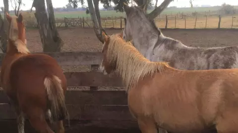 Este virus en caballos también afecta a humanos; ¿cómo se contagia