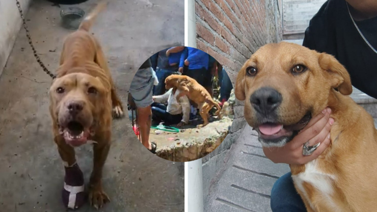 Los animales están listos para ser adoptados.