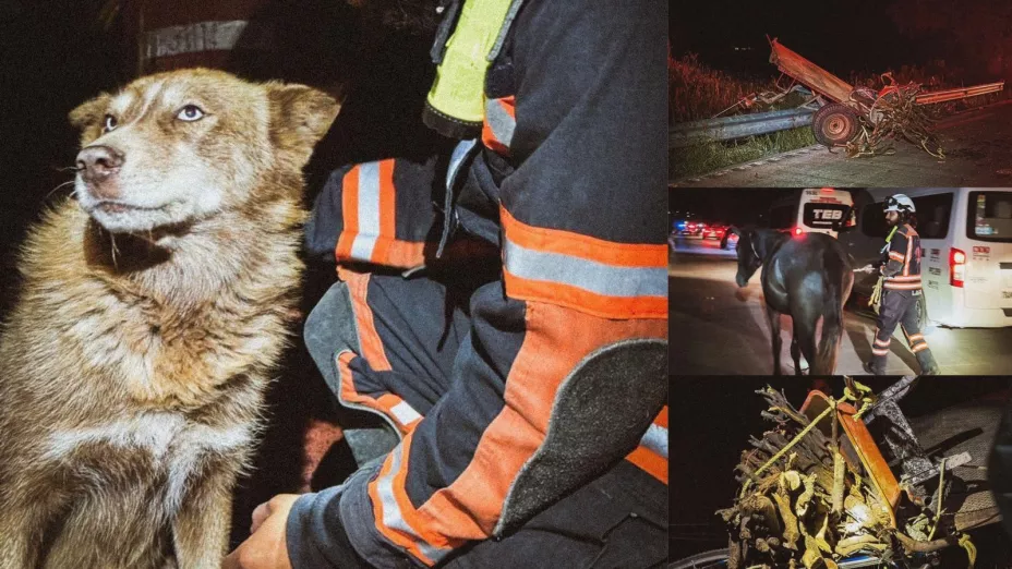 Atropellan a tres personas en El Lobo, El Marqués