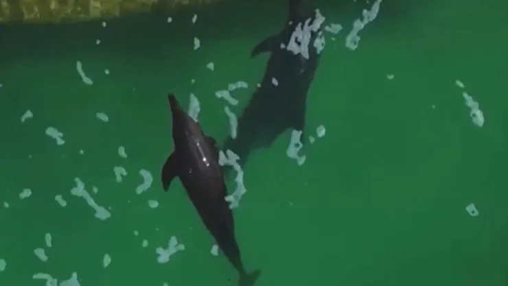 Revelan el crítico estado de salud de los delfines abandonados en Cancún: ¿Qué les pasó?