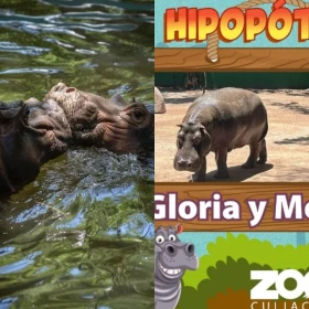 Muere “Motomoto” el hipopótamo de 3 años en zoológico de Sinaloa