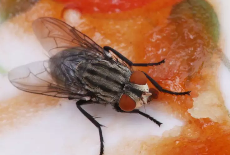 plaga de moscas