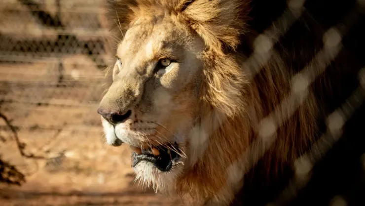 Niña de 14 años muere al ser atacada por un León en Kenia