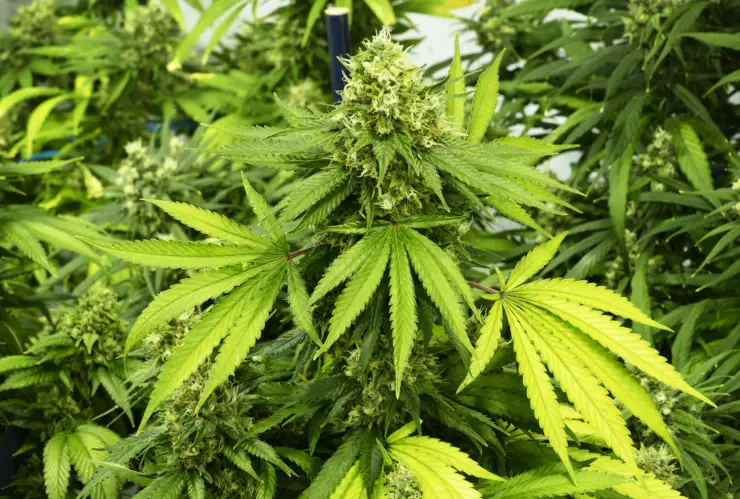Desmantelan multimillonario cultivo ilegal de marihuana en Colorado