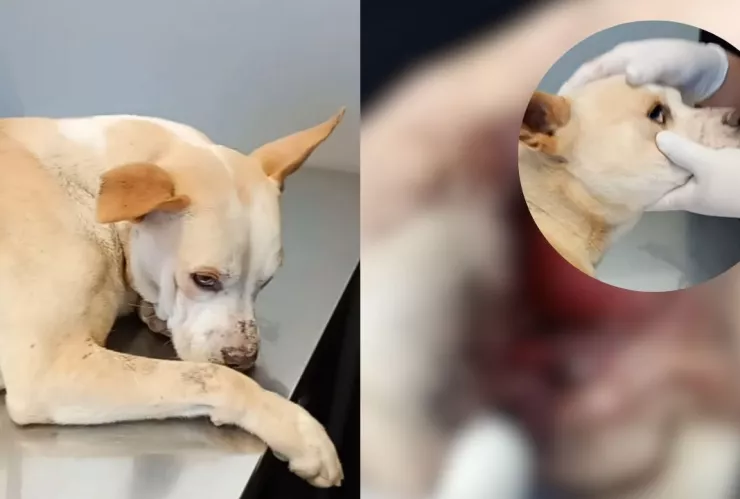 Perrito agredido hoy 17 de febrero en Playas de Tijuana