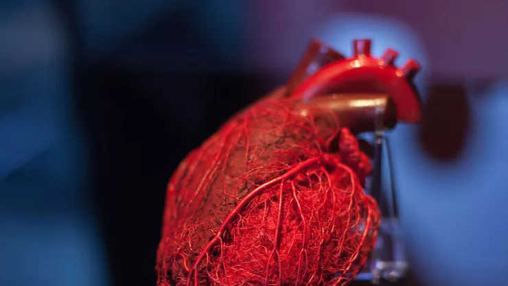 Science Body World Exhibition Rome