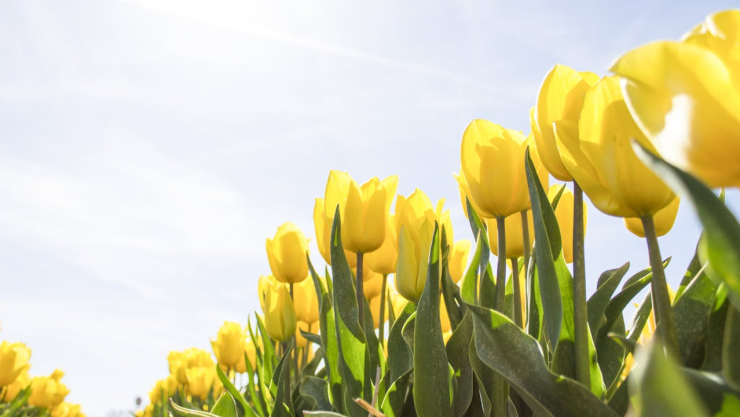 Tulipanes amarillos, una de las flores más obsequiadas el 21 de marzo.