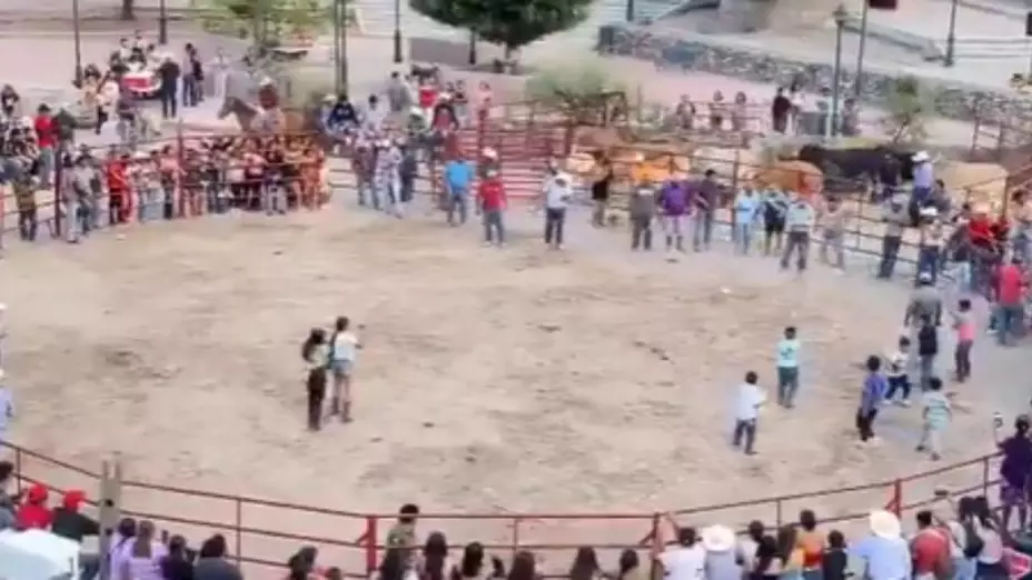 Amarran pirotecnia a gatos en municipio de Xichú, Guanajuato