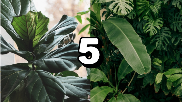 /estilo-de-vida/plantas-que-aislan-sonido-exterior-hogar