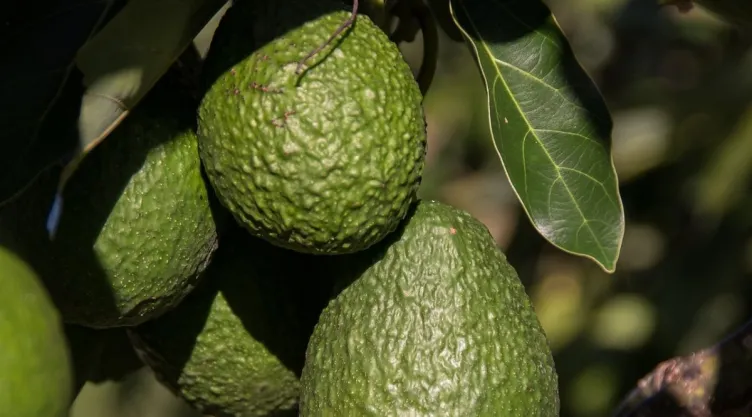 /estilo-de-vida/como-hacer-arbol-de-aguacate-frutos