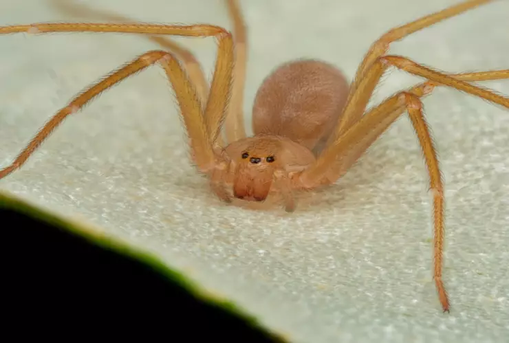Así puedes atrapar a una araña violinista en tu casa