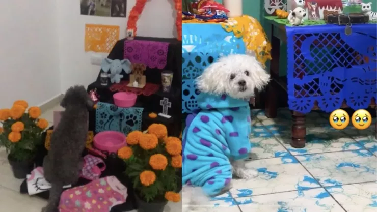 Altar de Día de Muertos para mascotas