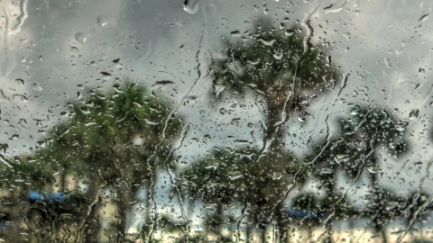 Lluvia azota las palmeras de Florida