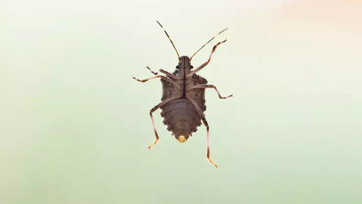 ¿Cómo se reproducen las chinches?