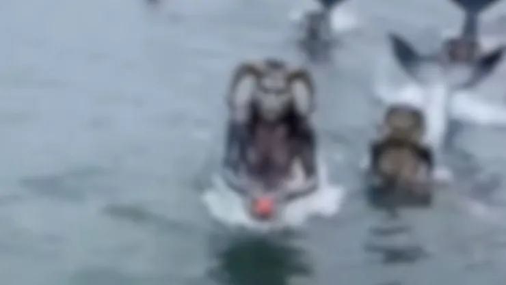El sorprendente VIDEO captado por un pescador alimentando a una sirena: ¿Cómo sucedió?