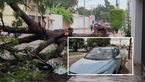 Fuertes lluvias causan CAÍDA de enorme arbol sobre un auto en la colonia Buenavista