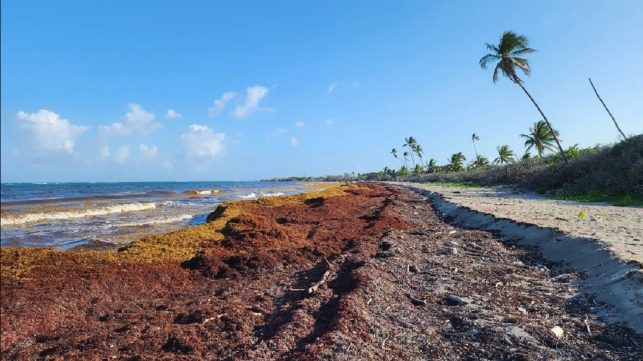 bacterias comecarne sargazo méxico