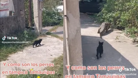 Gato persigue a cocodrilo.