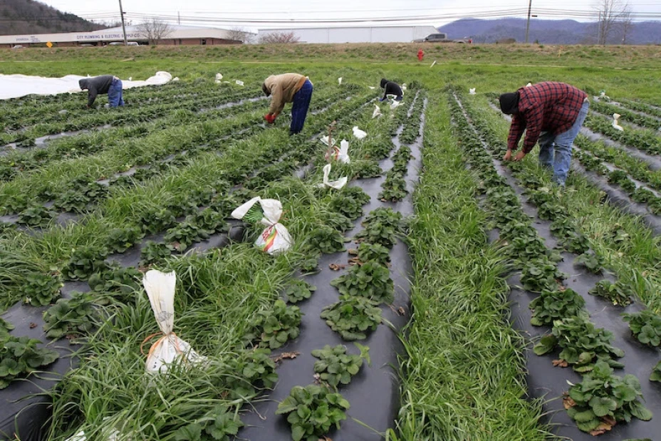 Tierra agrícola