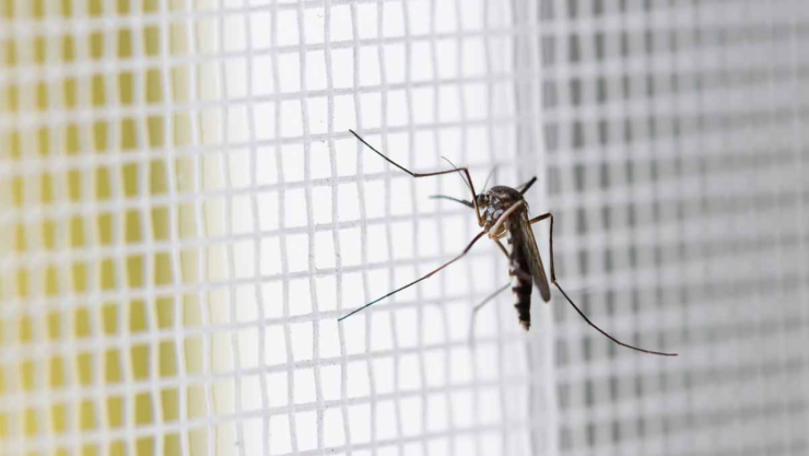 Mosquitos