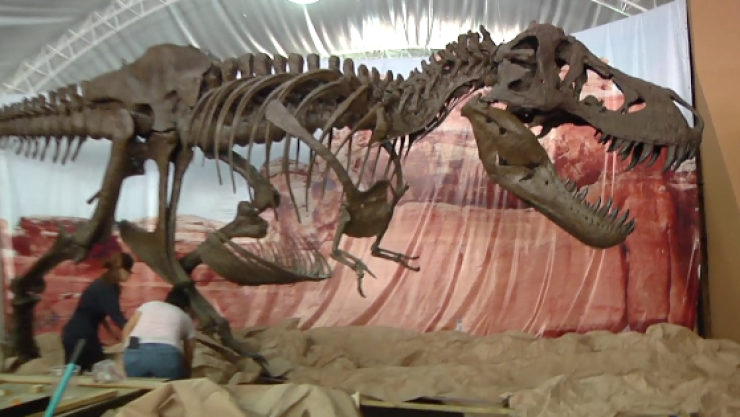 Inicia exposición tierra de dinosaurios