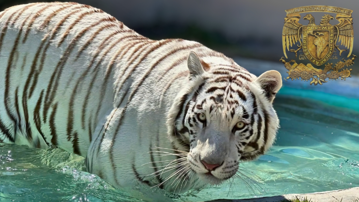 tigre Kenzo
