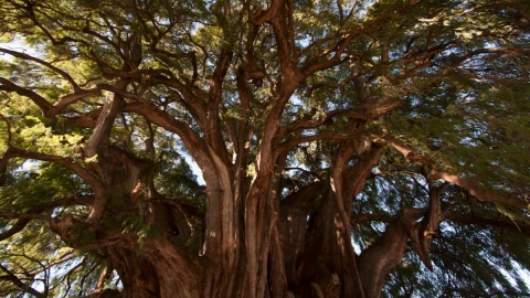 ahuehuete qué condiciones necesita crecer