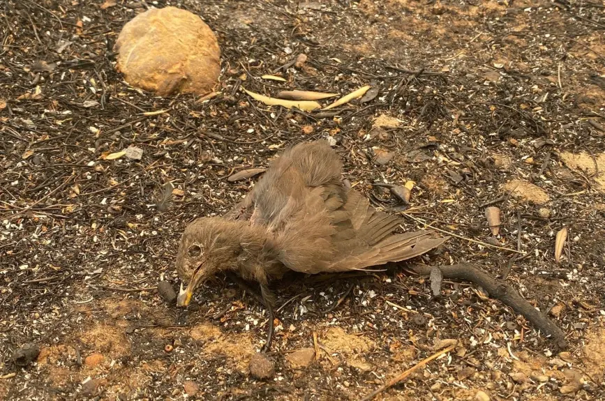 HAYTAP recoge a animales heridos por los incendios en Turquía