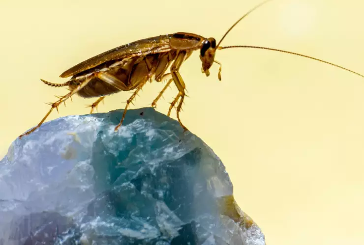 ¿Por qué las cucarachas proliferan durante el calor y cómo podemos combatirlas?