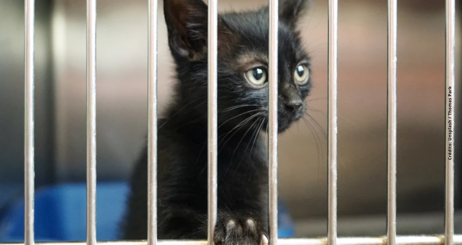 Maltrato animal cdmx.jpg