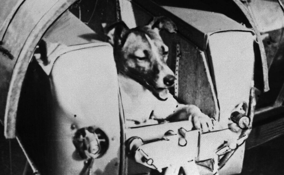 ¿Cuántos años tenía la perrita Laika cuando murió?