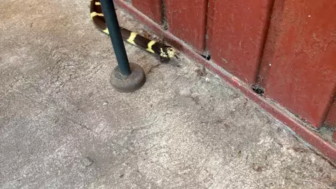 Alerta en Tijuana: hallan nueva serpiente en colonia Presidentes luego de avistamientos en Playas 