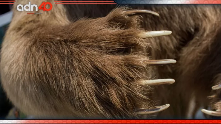 Oso gigante Monterrey