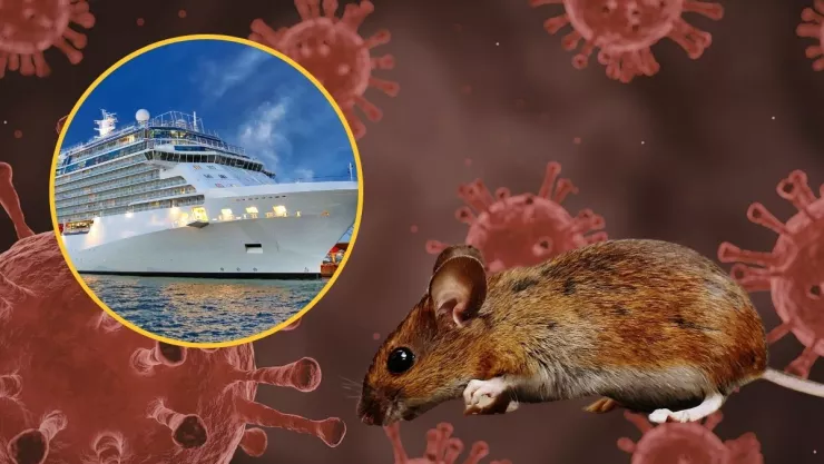 Así se contagió el primer paciente de hantavirus