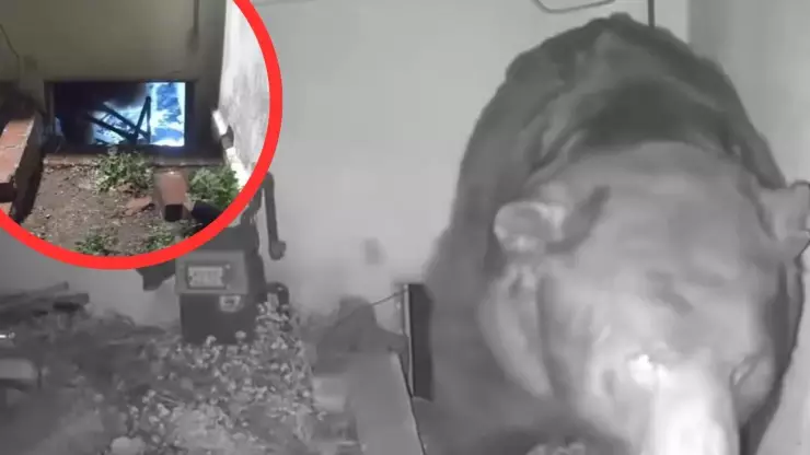 Oso se instala bajo vivienda en California y propietario anuncia demanda por falta de apoyo oficial