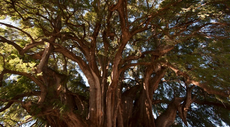 ahuehuete datos curisoso árbol