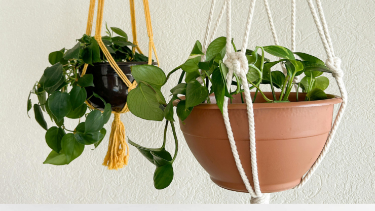 plantas (2).png