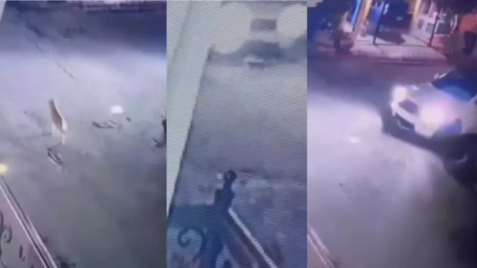 Carro atropella a perritos