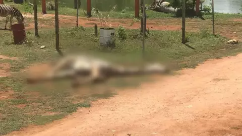 muere jirafa de animaya