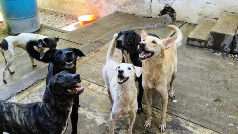 Perros en adopción tras muerte de su dueño en Culiacán