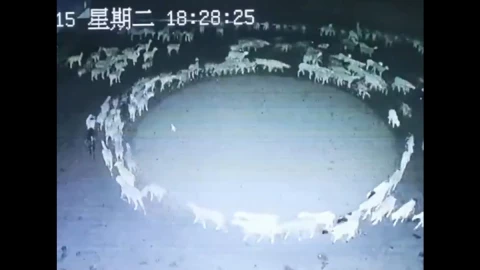 ovejas caminando en círculos