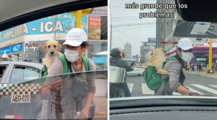 perrito-peru-joven.jpg