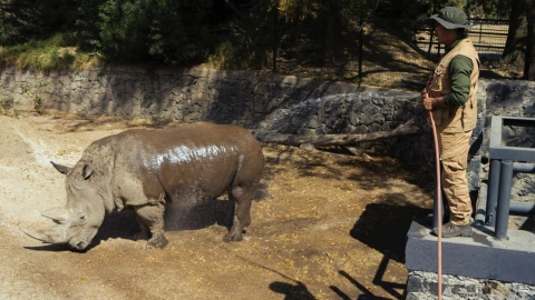 Musumba se baña