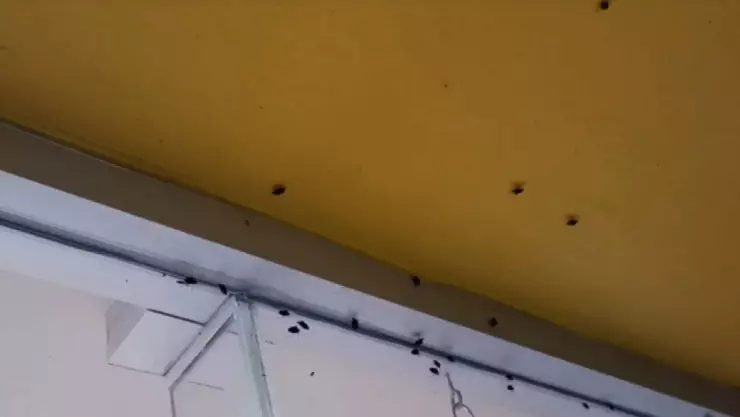 Chinches invaden tienda de conveniencia; esto sabemos