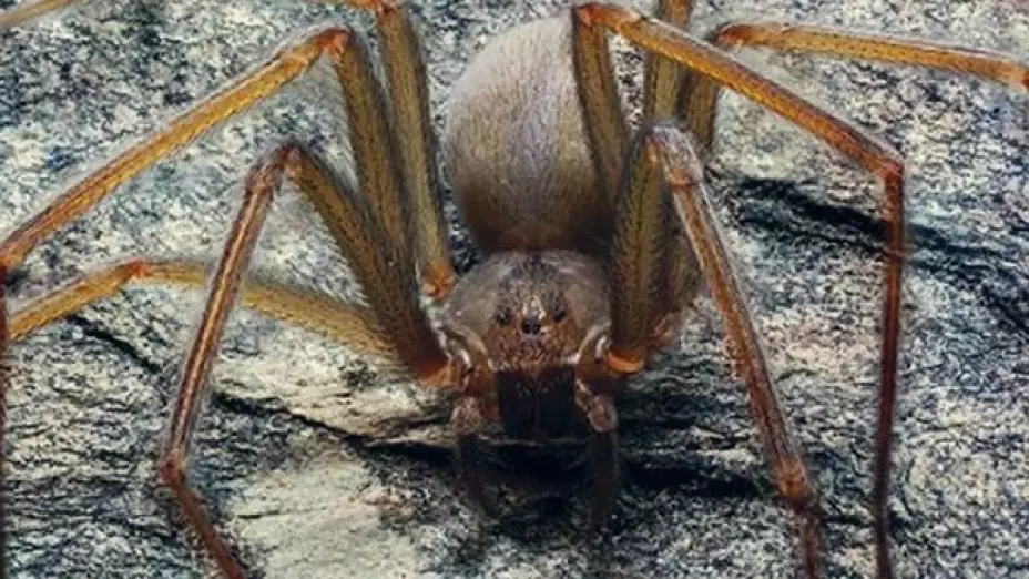 Inicia temporada de araña violinista en México, esto debes saber
