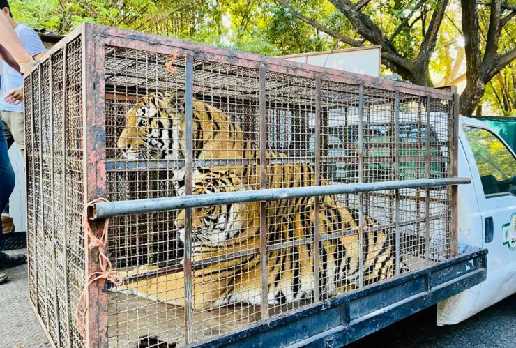 Resguardan a tres felinos hallados en un rancho asegurado por la FGR en Sonora