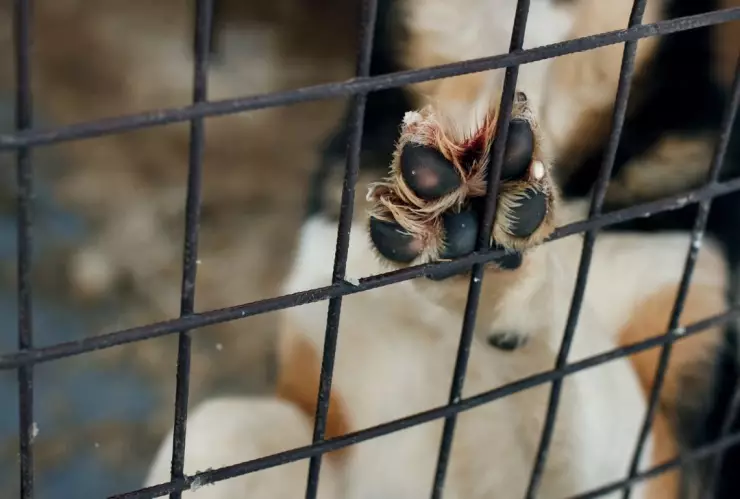 Arrastran en camioneta a perrito en Sonora