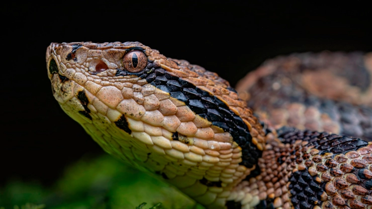 Serpiente Nauyaca ¿Qué hacer si me muerde?