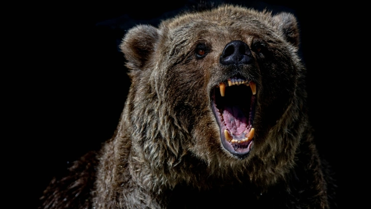 Imagen de oso negro.