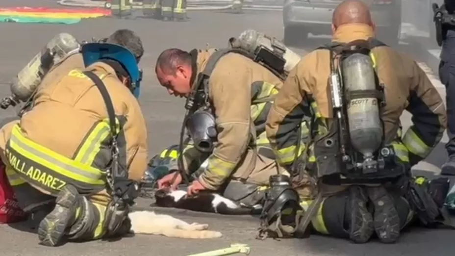 Bomberos controlan incendio en edificio de Zona Centro, Tijuana; reportan víctimas y rescate de animales